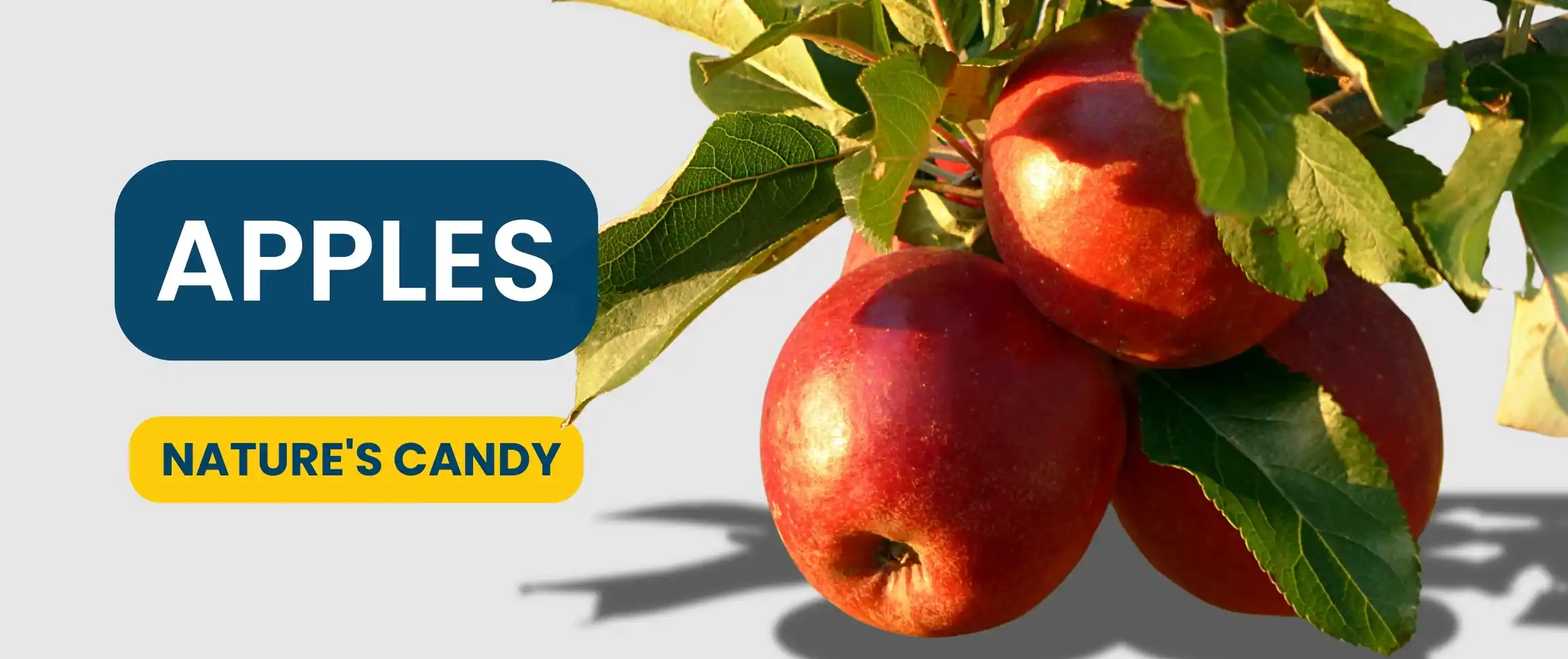  Apples: Nature's Candy, A Healthful Delight